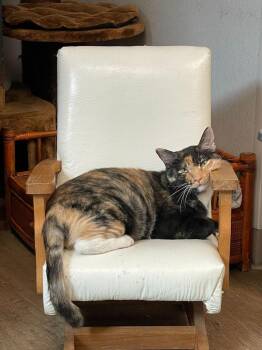 Jessie -  Domestic Short Hair Cat for Adoption in Corpus Christi, Texas - Jessie | PetCurious