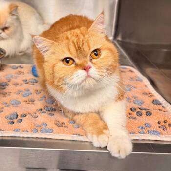 Dubo -  Exotic Shorthair Cat for Adoption in Indianapolis, Indiana - Dubo | PetCurious