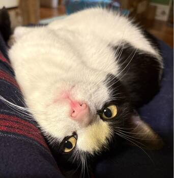 Jaspurr -  Domestic Short Hair Cat for Adoption in Trenton, New Jersey - Jaspurr | PetCurious