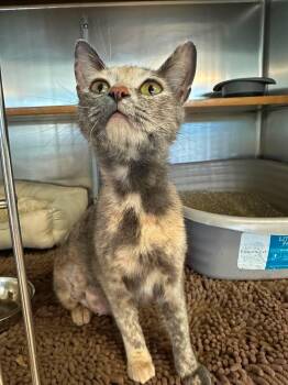 Libby -  Dilute Calico Cat Available for Adoption in Wilmington, North Carolina - Libby | PetCurious