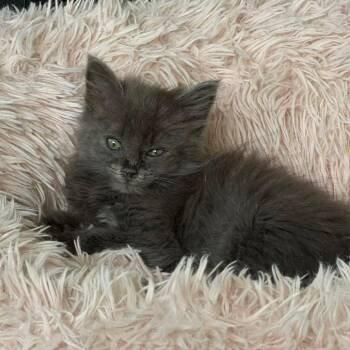 Cirrus -  Domestic Medium Hair Cat for Adoption in Beulaville, North Carolina - Cirrus | PetCurious