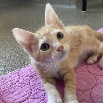 Mokara -  Domestic Medium Hair Cat for Adoption in Chicago, Illinois - Mokara | PetCurious