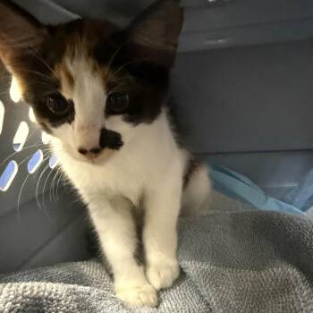 Glitter -  Domestic Short Hair Cat for Adoption in Galveston, Texas - Glitter | PetCurious
