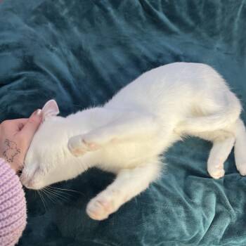 Domestic Short Hair and Siamese Cats Available for Adoption in San Antonio, Texas - Invisible Man | PetCurious