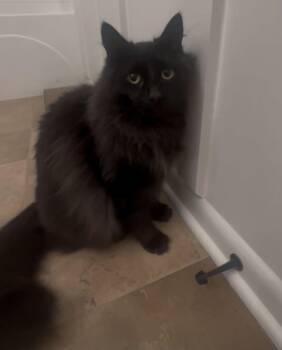 Milo -  Domestic Long Hair Cat for Adoption in Woodmere, New York - Milo | PetCurious