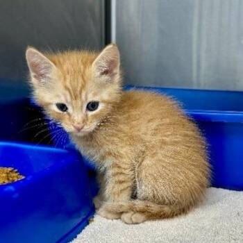 Phil -  Domestic Short Hair Cat for Adoption - Phil | PetCurious