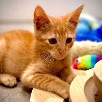 Stormy -  Domestic Short Hair Cat for Adoption in Houston, Texas - Stormy | PetCurious