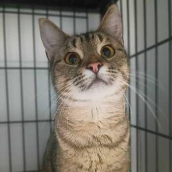 Hoppy Poppy -  Domestic Short Hair Cat for Adoption in Davenport, Iowa - Hoppy Poppy | PetCurious