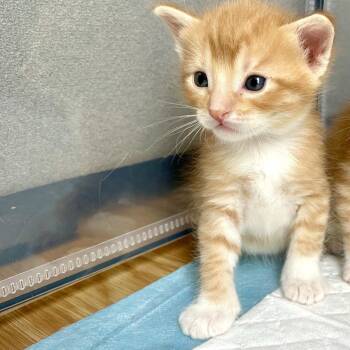 Cosmo -  Domestic Short Hair Cat for Adoption in Hailey, Idaho - Cosmo | PetCurious