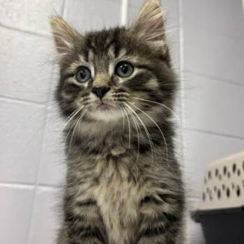 Link -  Domestic Short Hair Cat for Adoption in South Elgin, Illinois - Link | PetCurious
