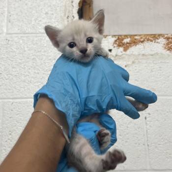 Marvin -  Domestic Short Hair Cat for Adoption in Edinburg, Texas - Marvin | PetCurious