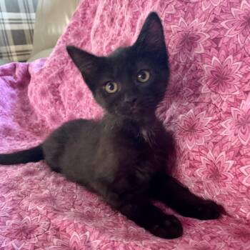 Dr. Pepper Zero -  Domestic Short Hair Cat for Adoption in Royal Oak, Michigan - Dr. Pepper Zero | PetCurious