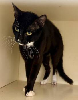 Zigs -  Domestic Short Hair Cat for Adoption in Chamblee, Georgia - Zigs | PetCurious