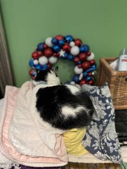 Albert Einstein -  Domestic Medium Hair Cat for Adoption in Philadelphia, Pennsylvania - Albert Einstein | PetCurious