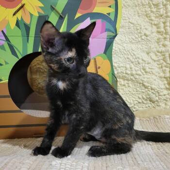 Rescue Domestic Short Hair Cats for Adoption in Park Falls, Wisconsin - Viola | PetCurious