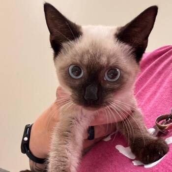 Espresso -  Siamese Cat for Adoption in Lynchburg, Virginia - Espresso | PetCurious
