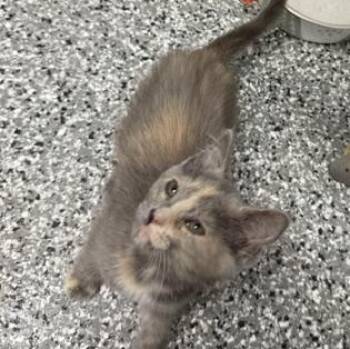 Birdie -  Domestic Short Hair Cat for Adoption in Bryan, Ohio - Birdie | PetCurious