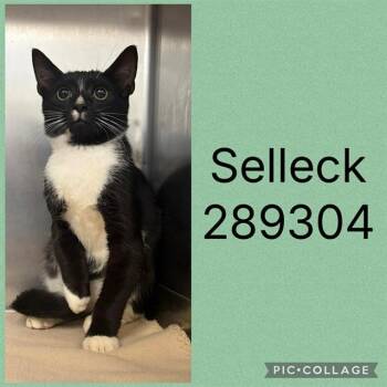 SELLECK -  Domestic Short Hair Cat for Adoption in Macon, Georgia - SELLECK | PetCurious