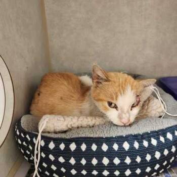 Rescue Domestic Short Hair Cats for Adoption in Bryan, Texas - 59833759 | PetCurious