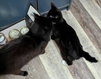 Rescue Domestic Short Hair Cats for Adoption in Shawnigan Lake, British Columbia - Bailyn & Skippy | PetCurious