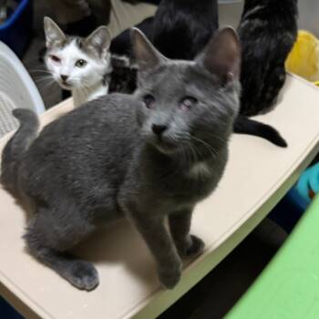 Rescue Domestic Short Hair Cats for Adoption in Portage, Michigan - Verlander | PetCurious