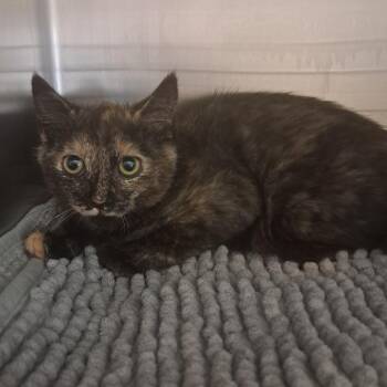 Tina -  Domestic Short Hair Cat for Adoption in Concord, New Hampshire - Tina | PetCurious