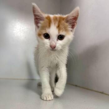 Bing Bong -  Domestic Short Hair Cat for Adoption in Columbia, South Carolina - Bing Bong | PetCurious