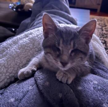 Rescue Domestic Short Hair Cats for Adoption in Manorville, New York - Minnie | PetCurious