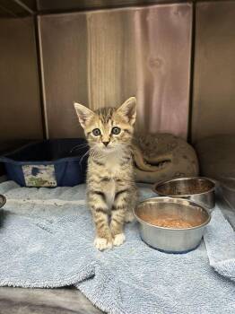 Cinder -  Domestic Short Hair Cat for Adoption in Marietta, Georgia - Cinder | PetCurious
