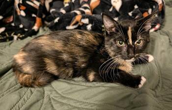 Veronica -  Domestic Short Hair Cat for Adoption in Tucson, Arizona - Veronica | PetCurious