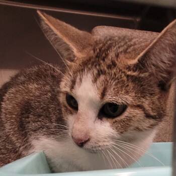 Rescue Domestic Short Hair Cats for Adoption in Naperville, Illinois - Morgan | PetCurious