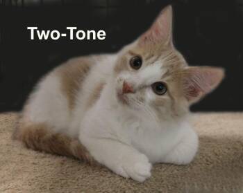 Two-Tone Newm. (sweet, energetic medium hair male kitten) -  Domestic Medium Hair and Tabby Cat for Adoption in Stowe, Pennsylvania - Two-Tone Newm. (sweet, Energetic Medium Hair Male Kitten) | PetCurious