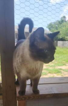 Opal -  Domestic Short Hair Cat for Adoption in Augusta, Georgia - Opal | PetCurious