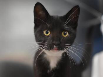 Spiral -  Domestic Short Hair Cat for Adoption in Portland, Oregon - Spiral | PetCurious