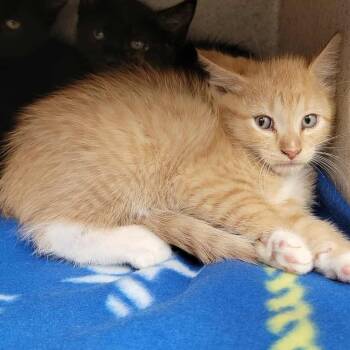 Rescue Domestic Short Hair Cats for Adoption in Bastrop, Texas - Markie 25-10-036 | PetCurious