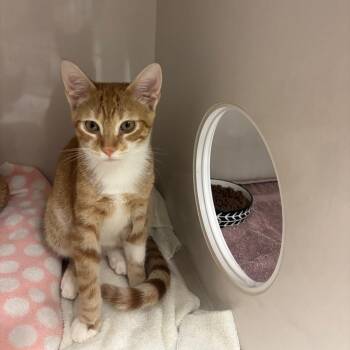Archie -  Domestic Short Hair Cat for Adoption in Redwood City, California - Archie | PetCurious