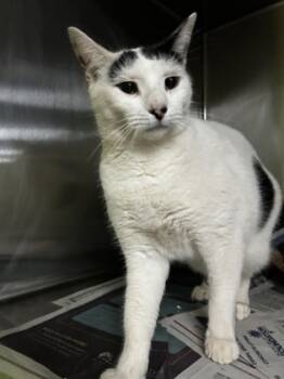 Rescue Domestic Short Hair Cats for Adoption in Spartanburg, South Carolina - Ernie | PetCurious