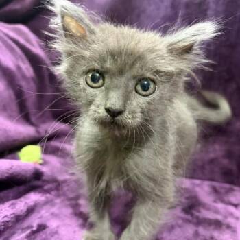 Sugar -  Domestic Medium Hair Cat for Adoption in Natchitoches, Louisiana - Sugar | PetCurious