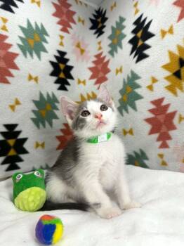 Shiloh -  Domestic Short Hair Cat Available for Adoption in Tavares, Florida - Shiloh | PetCurious