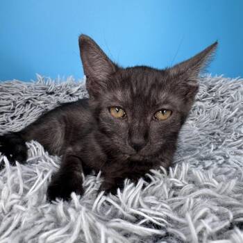 Domestic Short Hair Cats Available for Adoption in San Antonio, Texas - Skye | PetCurious