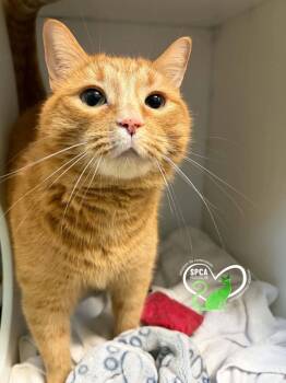 Spyrou -  Domestic Short Hair Cat for Adoption in Delson, Quebec - Spyrou | PetCurious
