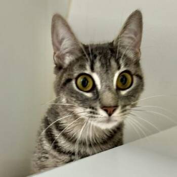 Wallie -  Domestic Short Hair Cat for Adoption in Reisterstown, Maryland - Wallie | PetCurious