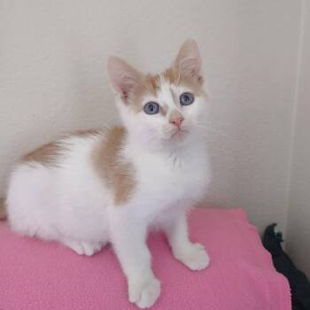 Domestic Short Hair Cats Available for Adoption - Clancy | PetCurious