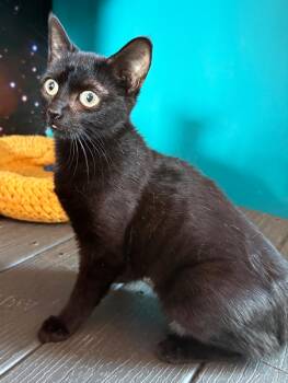 Domestic Short Hair Cats Available for Adoption in Asheville, North Carolina - Bunnicula | PetCurious