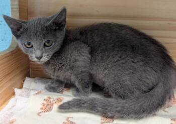 Daphne -  Domestic Short Hair Cat for Adoption in Cape Coral, Florida - Daphne | PetCurious