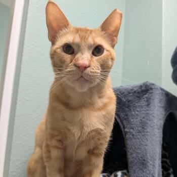 Kevin -  Domestic Short Hair Cat for Adoption in Titusville, Florida - Kevin | PetCurious