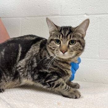 Domestic Short Hair Cats Available for Adoption in Lyndhurst, Virginia - SVAS-Stray-38630 | PetCurious