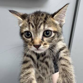 Poppy -  Domestic Short Hair Cat for Adoption in Columbiana, Alabama - Poppy | PetCurious