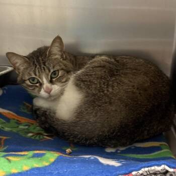 Domestic Short Hair Cats Available for Adoption in Spokane, Washington - Moana | PetCurious