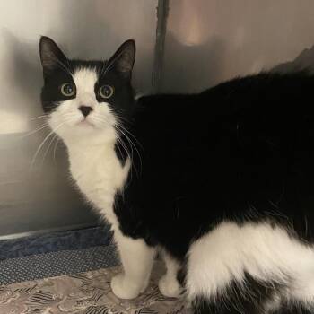 Oreo -  Domestic Short Hair Cat for Adoption in Monroe, Louisiana - Oreo | PetCurious